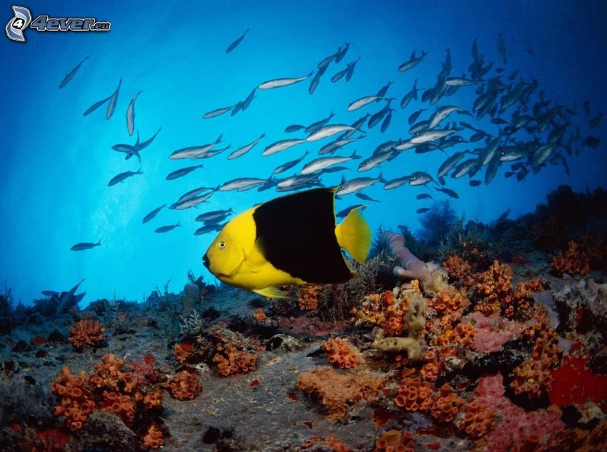 yellow fish, corals, fish, water