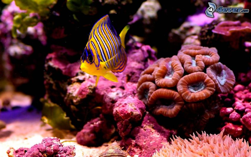 yellow fish, corals