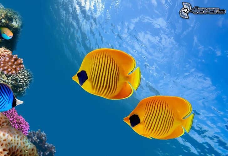 yellow fish, corals