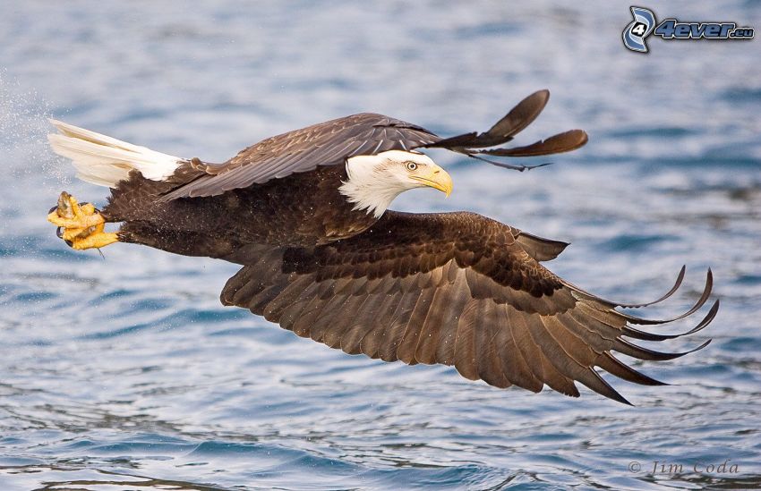 Bald Eagle, water