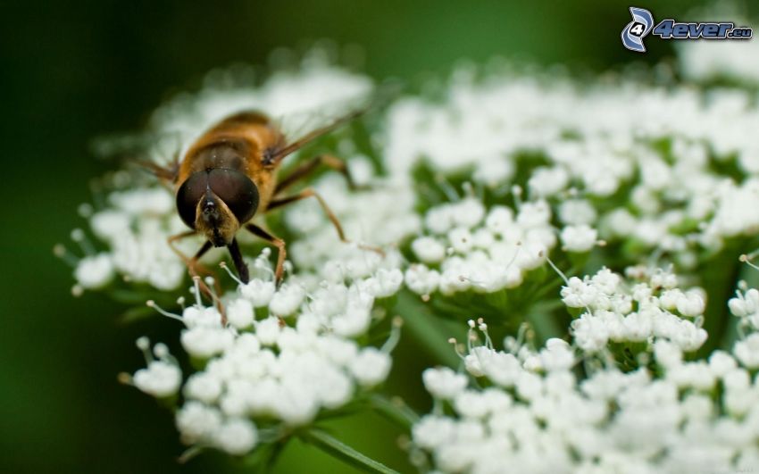 bee on a flower, white flowers