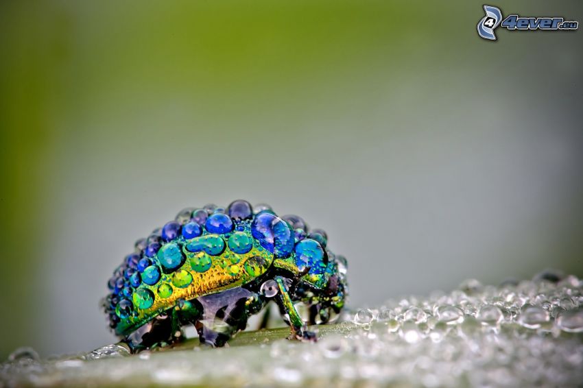 beetle, drops of water, macro