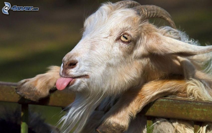 billy goat, put out the tongue