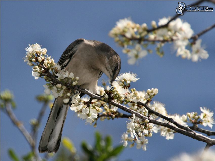 bird on a branch, flowering twig