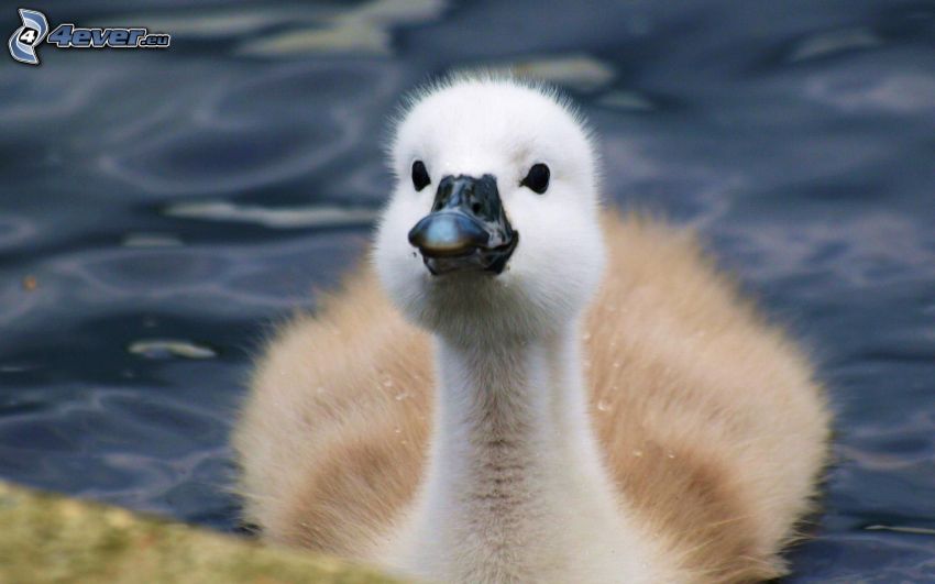 a young swan, cub