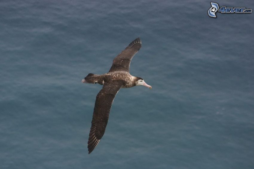 albatross, flight, water