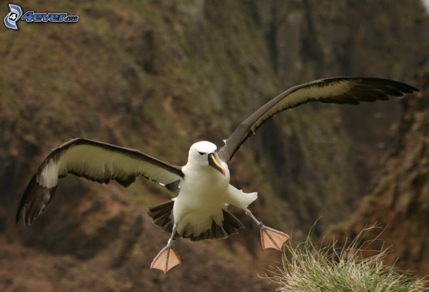 albatross, wings, landing