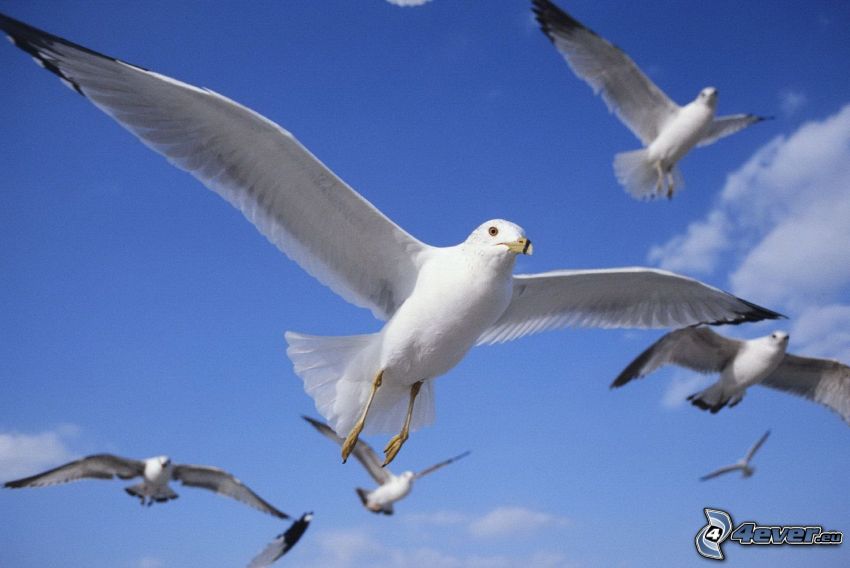 albatrosses, flight