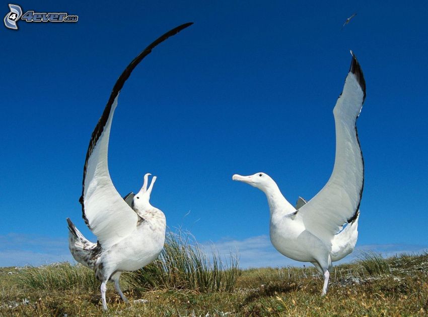 albatrosses, wings, grass