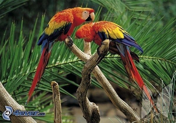 ara parrots, branches