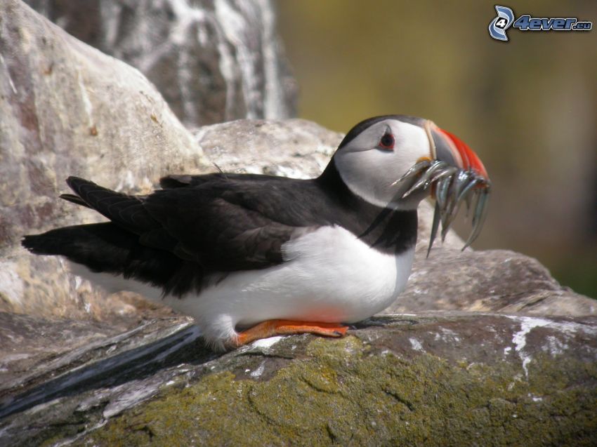 Atlantic Puffin, fishes, rock