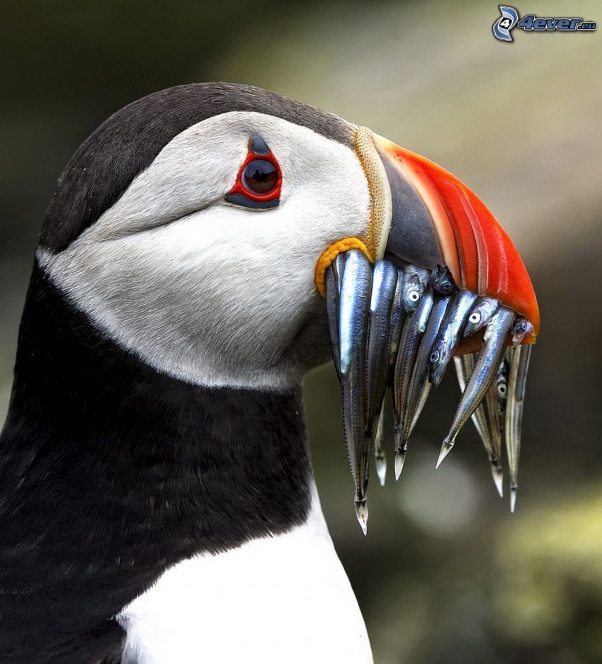 Atlantic Puffin, fishes
