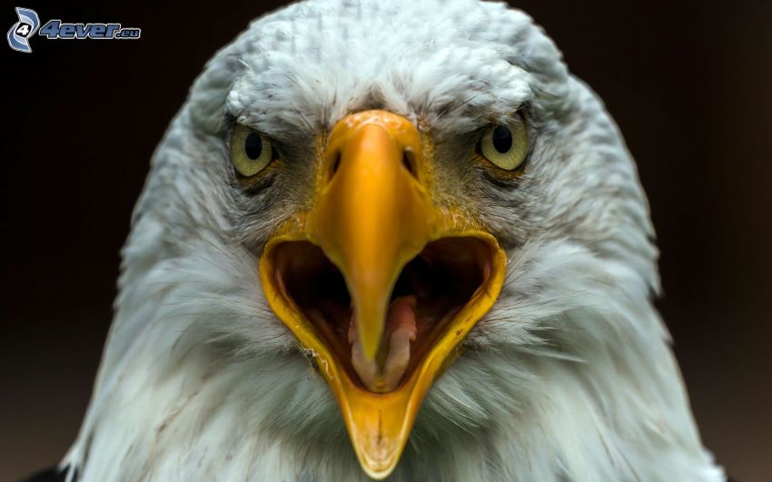 Bald Eagle, beak
