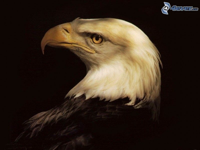 Bald Eagle, bird of prey, beak, head