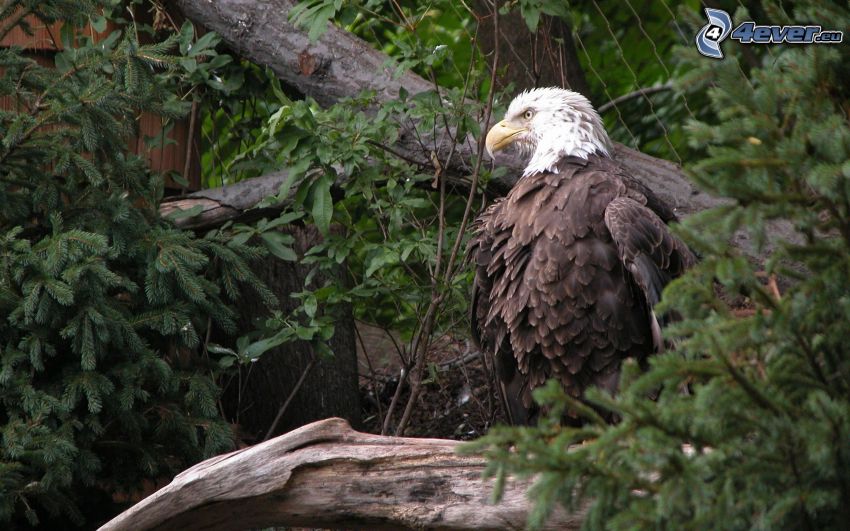 Bald Eagle, conifer, wood