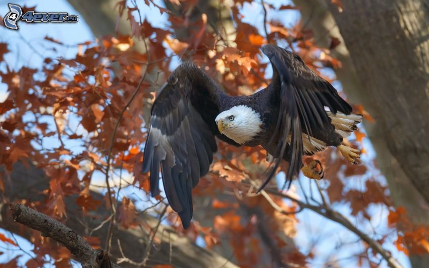 Bald Eagle, flight, autumn tree