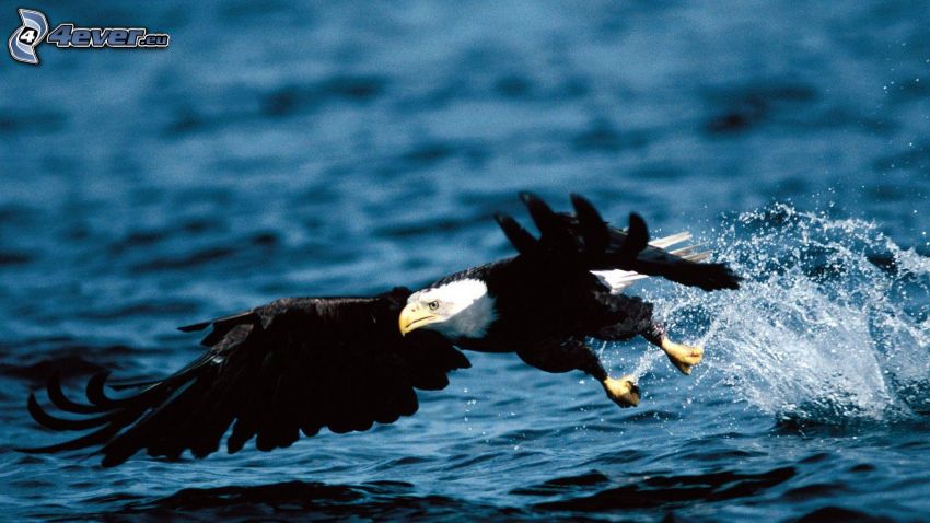 Bald Eagle, flight, water