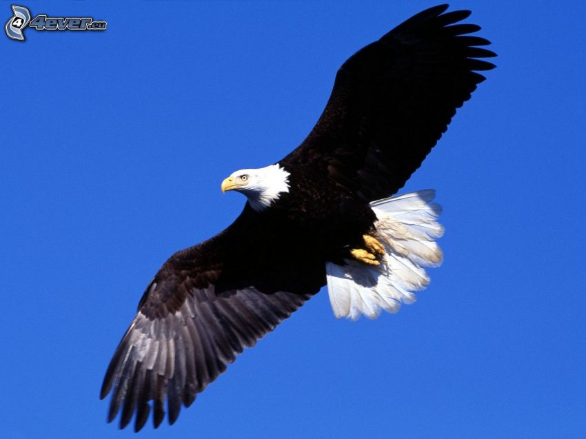 Bald Eagle, flight, wings, blue sky