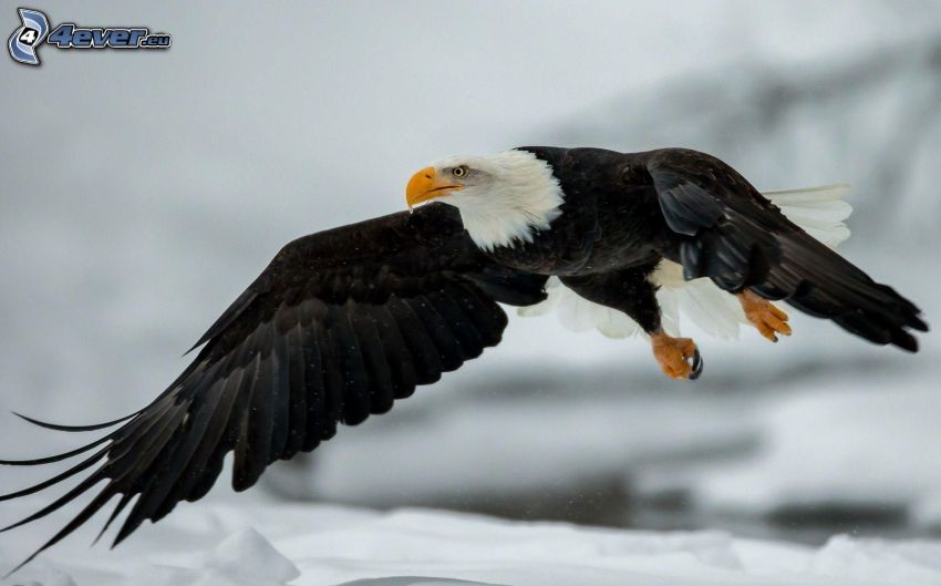 Bald Eagle, flight, wings, snow