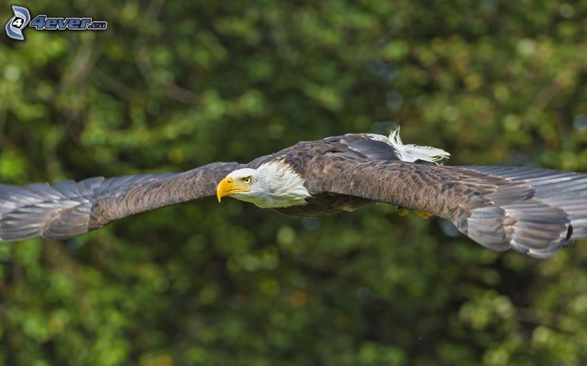 Bald Eagle, flight, wings