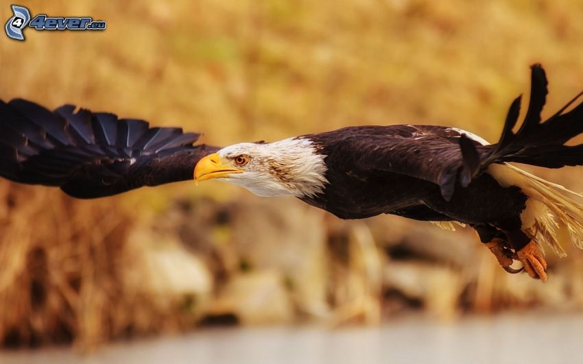 Bald Eagle, flight, wings