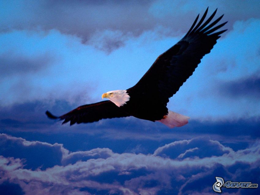 Bald Eagle, flight