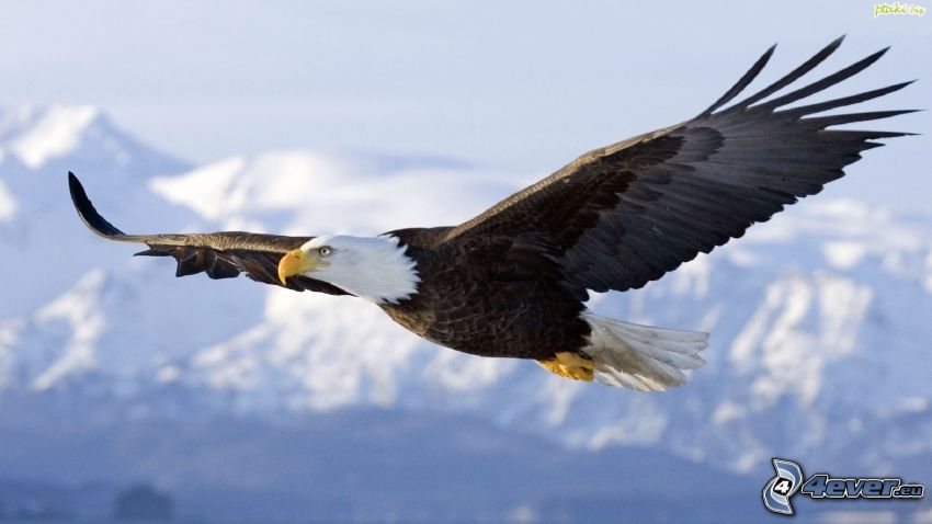 Bald Eagle, flight