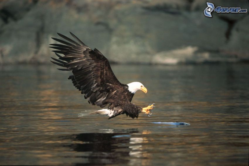 Bald Eagle, hunting, fish