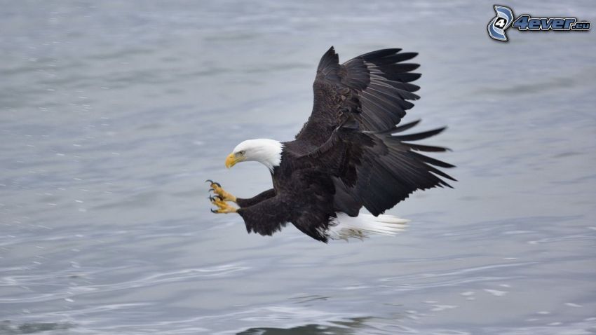 Bald Eagle, hunting, water