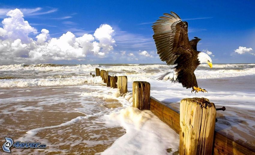 Bald Eagle, landing, dam, sea