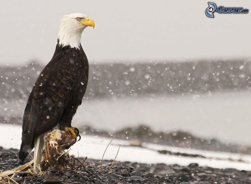 Bald Eagle, snow