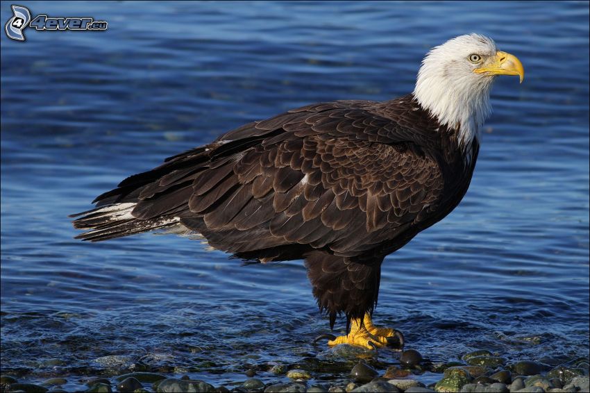 Bald Eagle, water