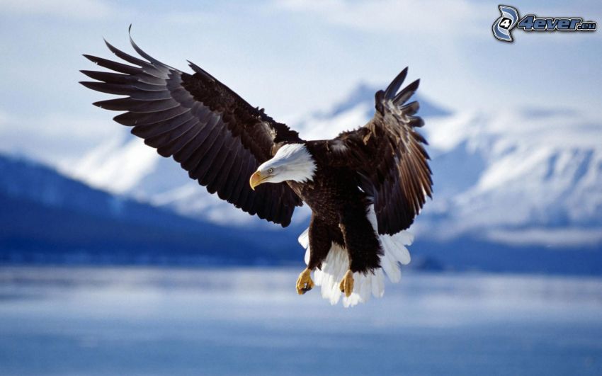 Bald Eagle, wings, flight