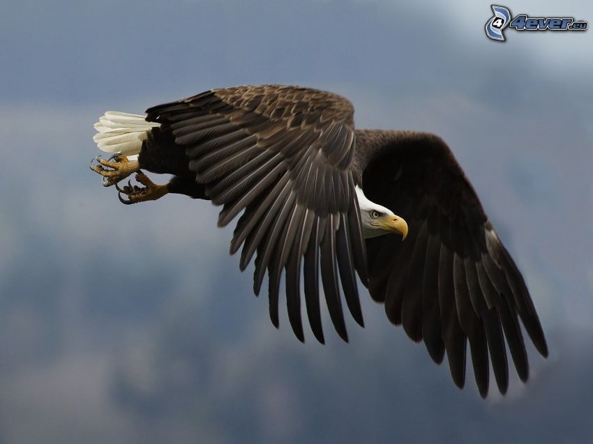 Bald Eagle, wings, flight