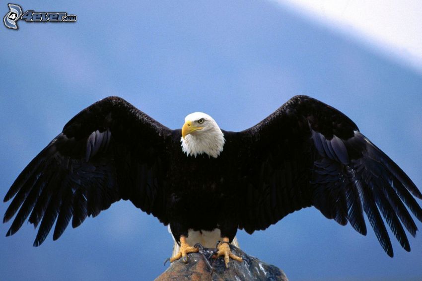 Bald Eagle, wings