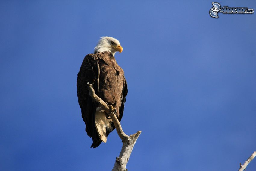 Bald Eagle, wood, blue sky