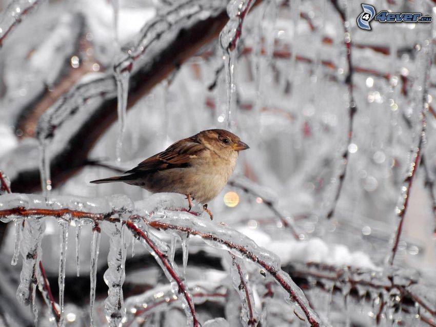 bird, frozen branches