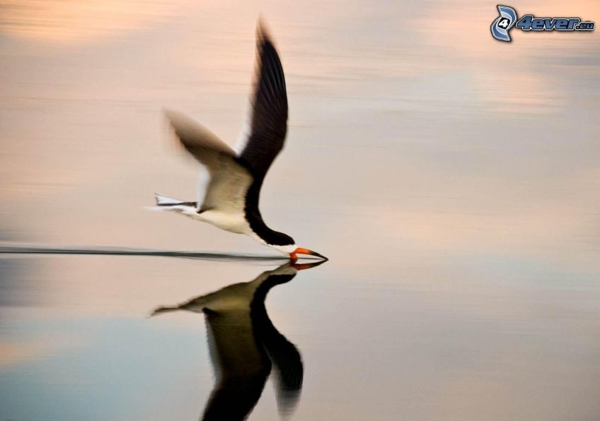 bird, hunting, water, reflection