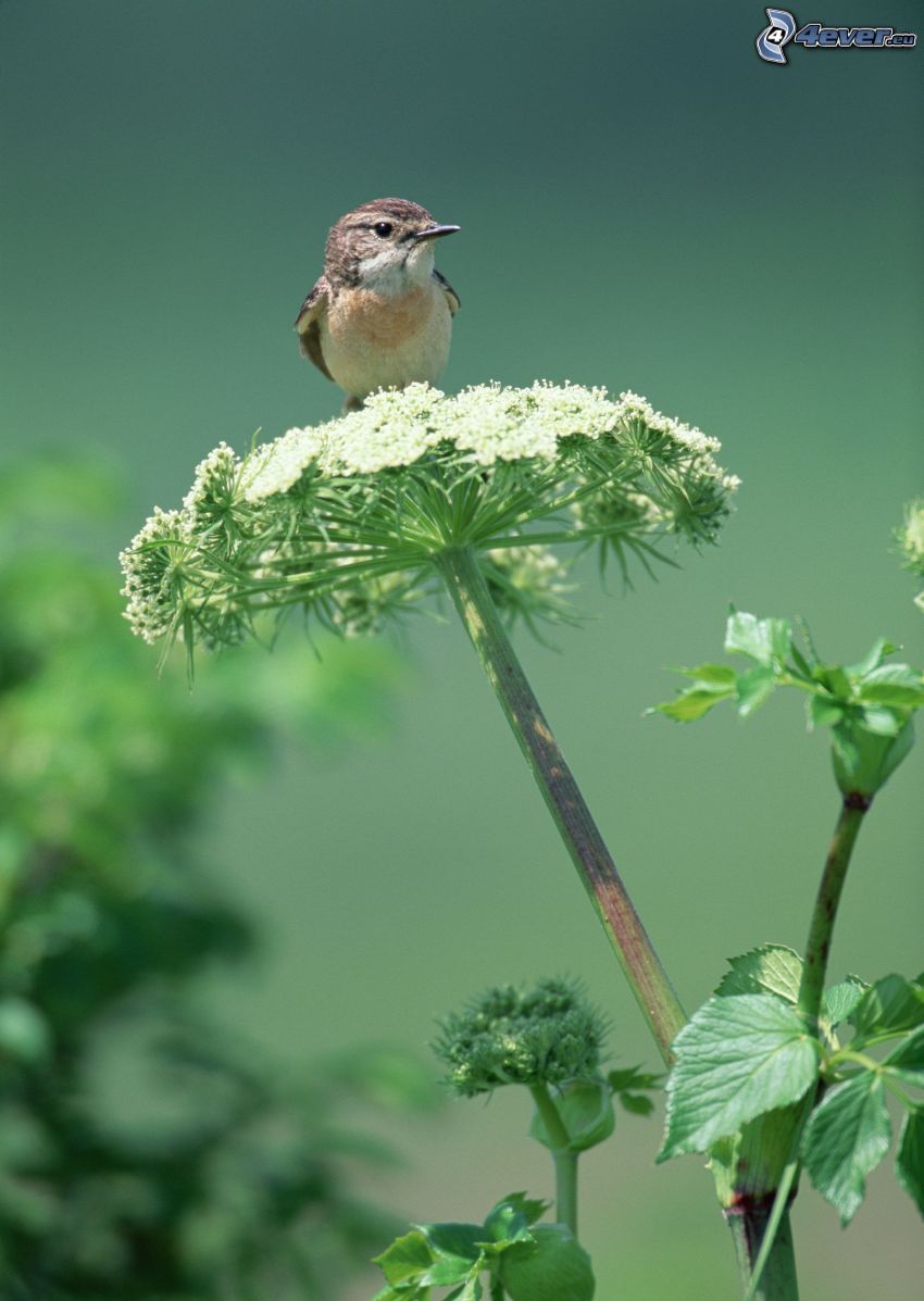 bird, plant