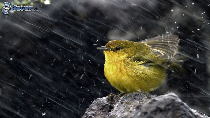 bird, rain