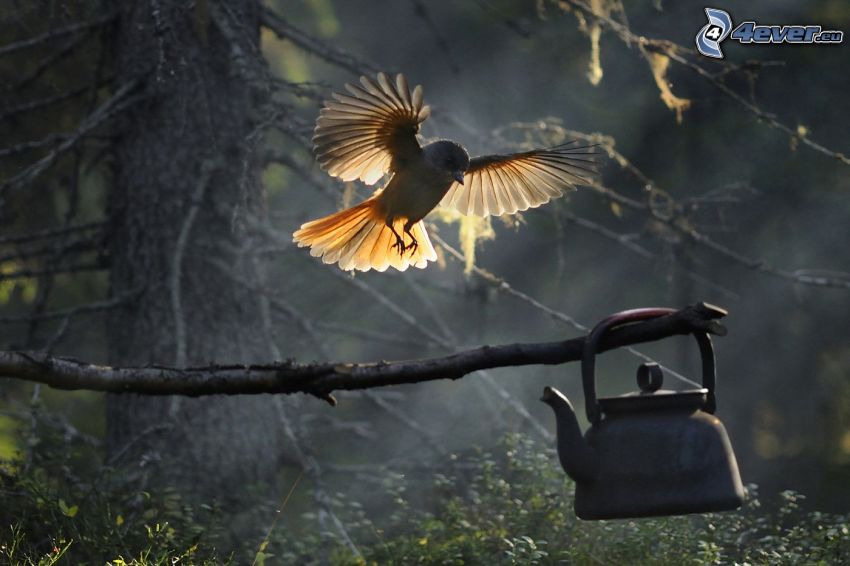 bird, wings, landing, branch, kettle