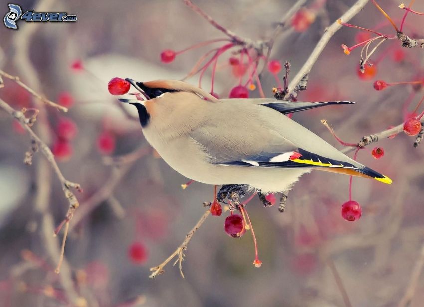 bird on a branch, berries