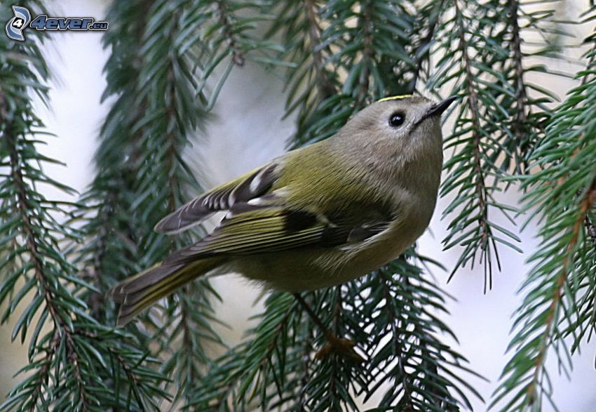 bird on a branch, conifer