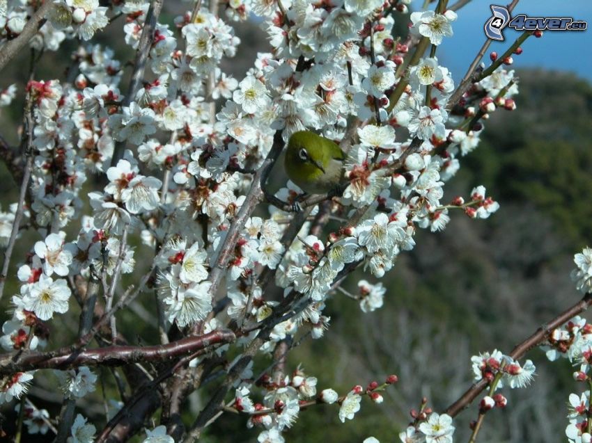 bird on a branch, flowering tree