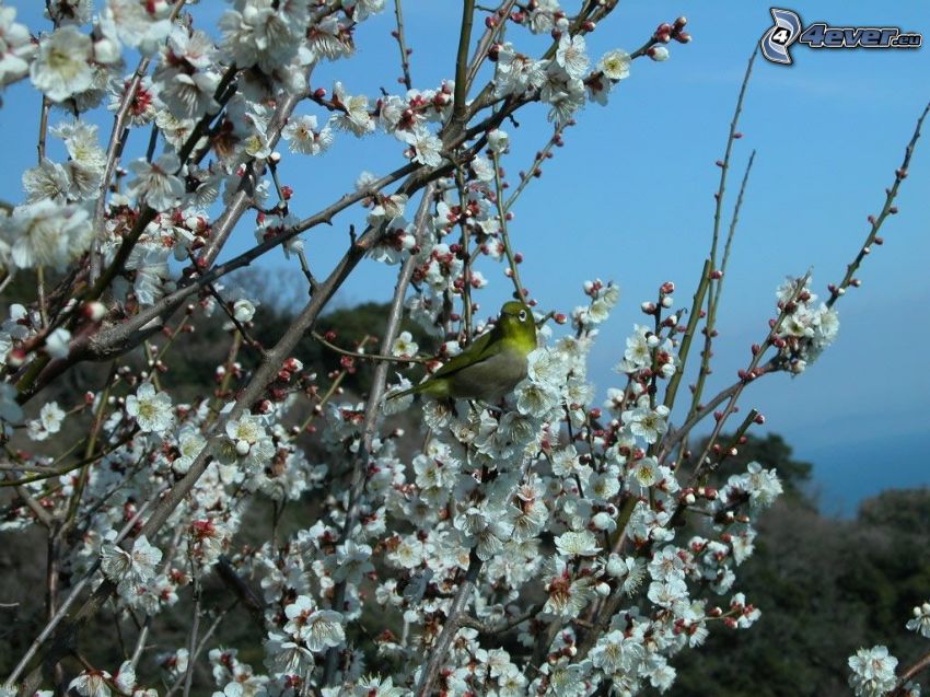 bird on a branch, flowering tree