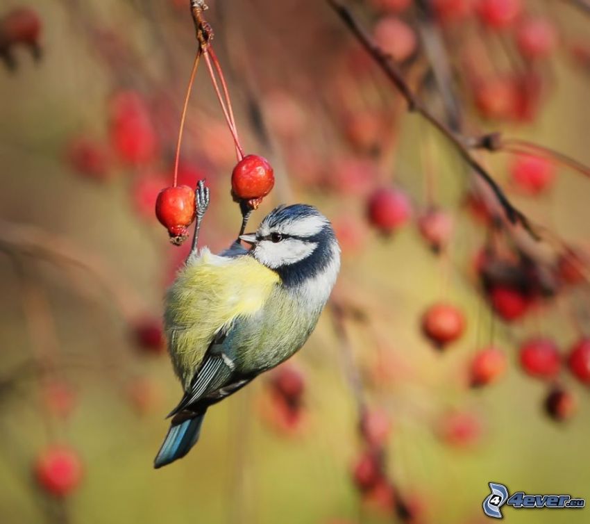bird on a branch, food