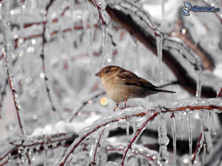 bird on a branch, icicles, ice
