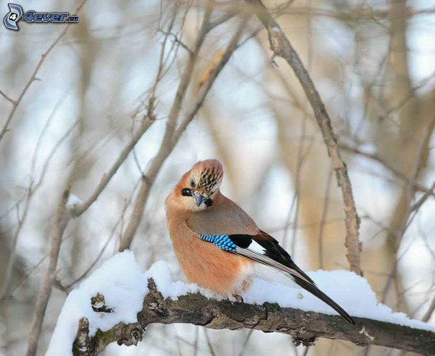 bird on a branch, snow