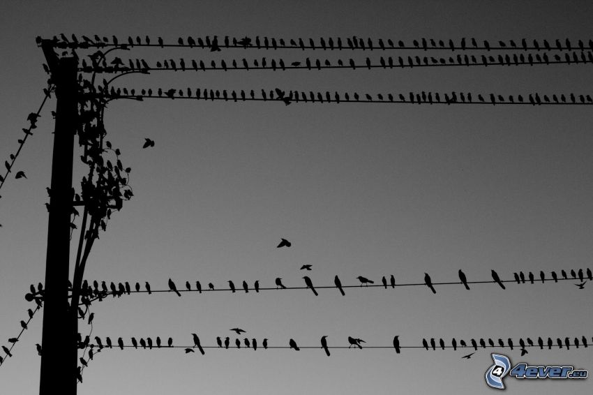 birds, power lines
