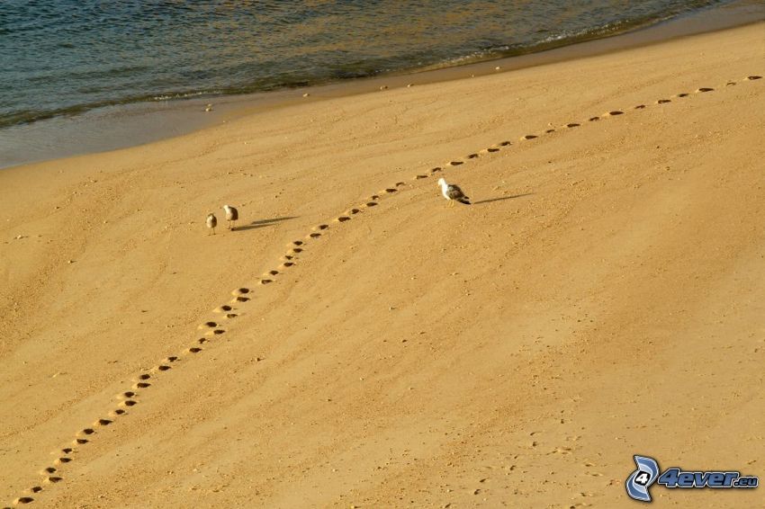 birds, sandy beach, footprints in the sand